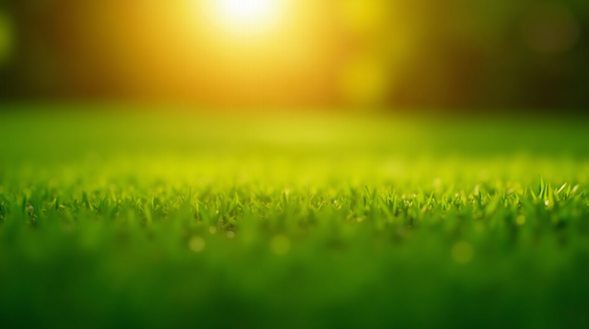 Professional Lawn Care Services