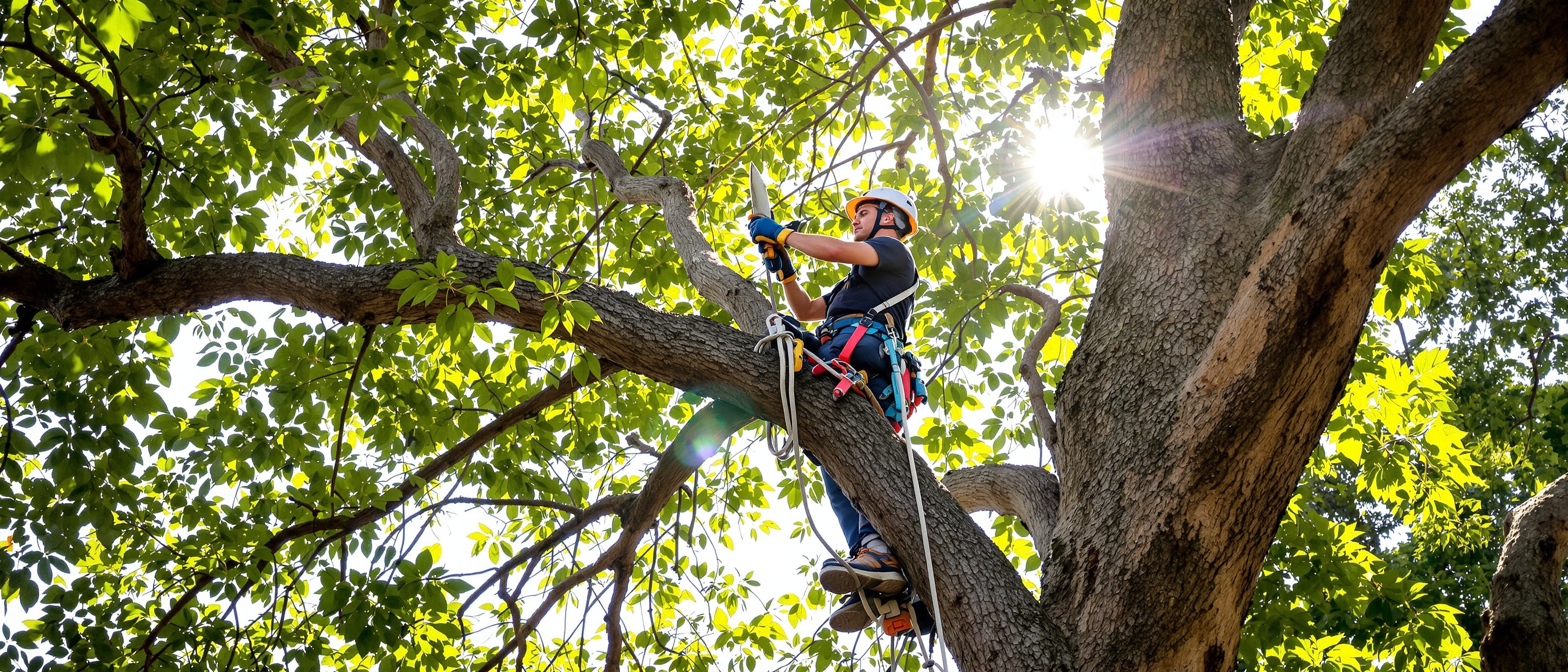 Tree Cutting Sydney