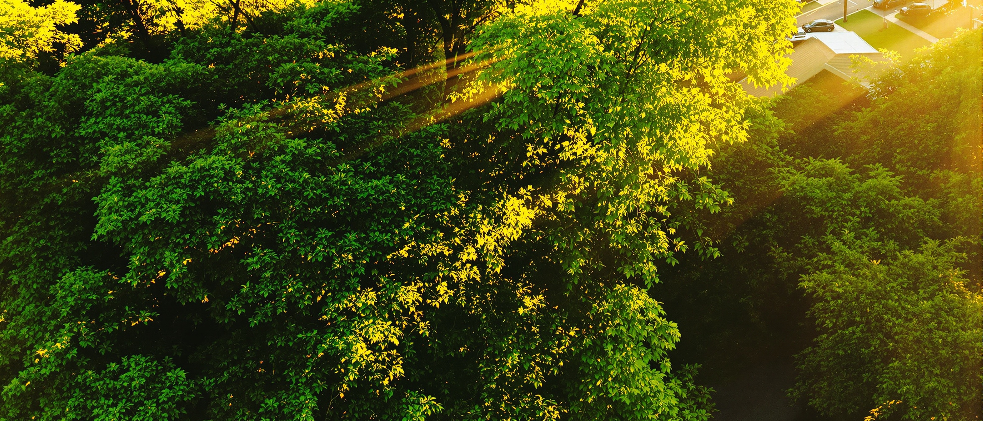 Book tree service appointment in Los Angeles