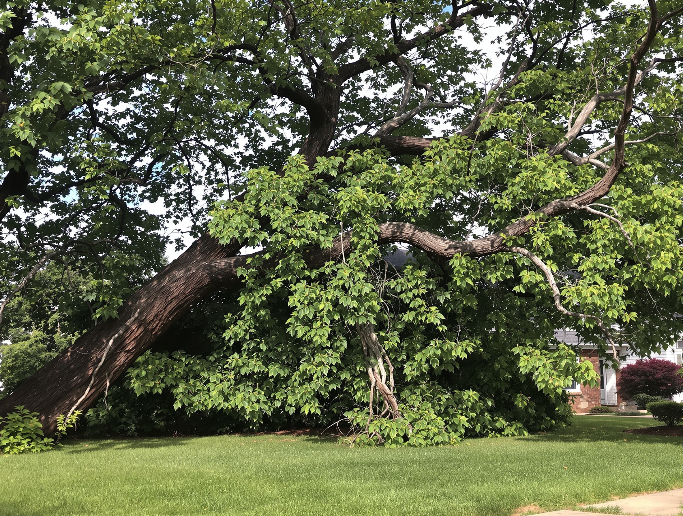 Before — Hazardous Oak Removal