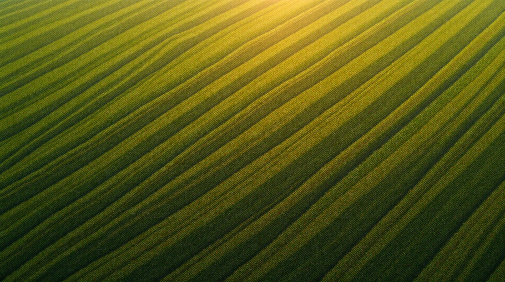 Field showing uneven spray application patterns