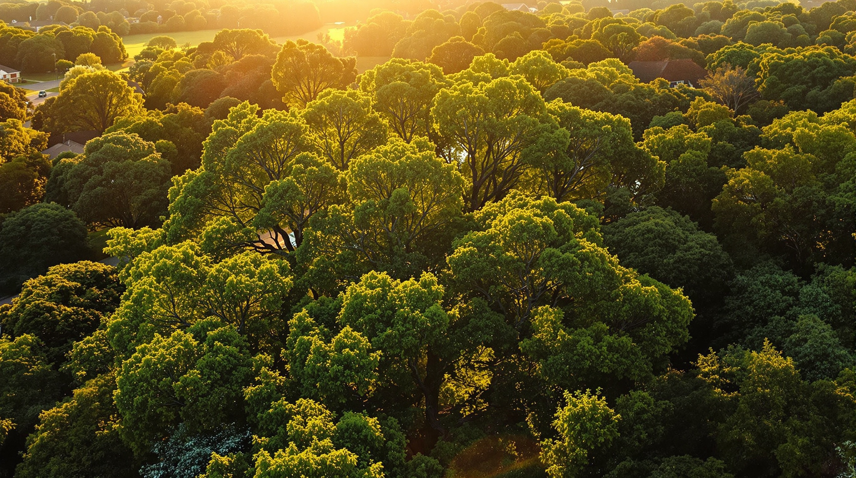 Lafayette Louisiana tree canopy aerial view