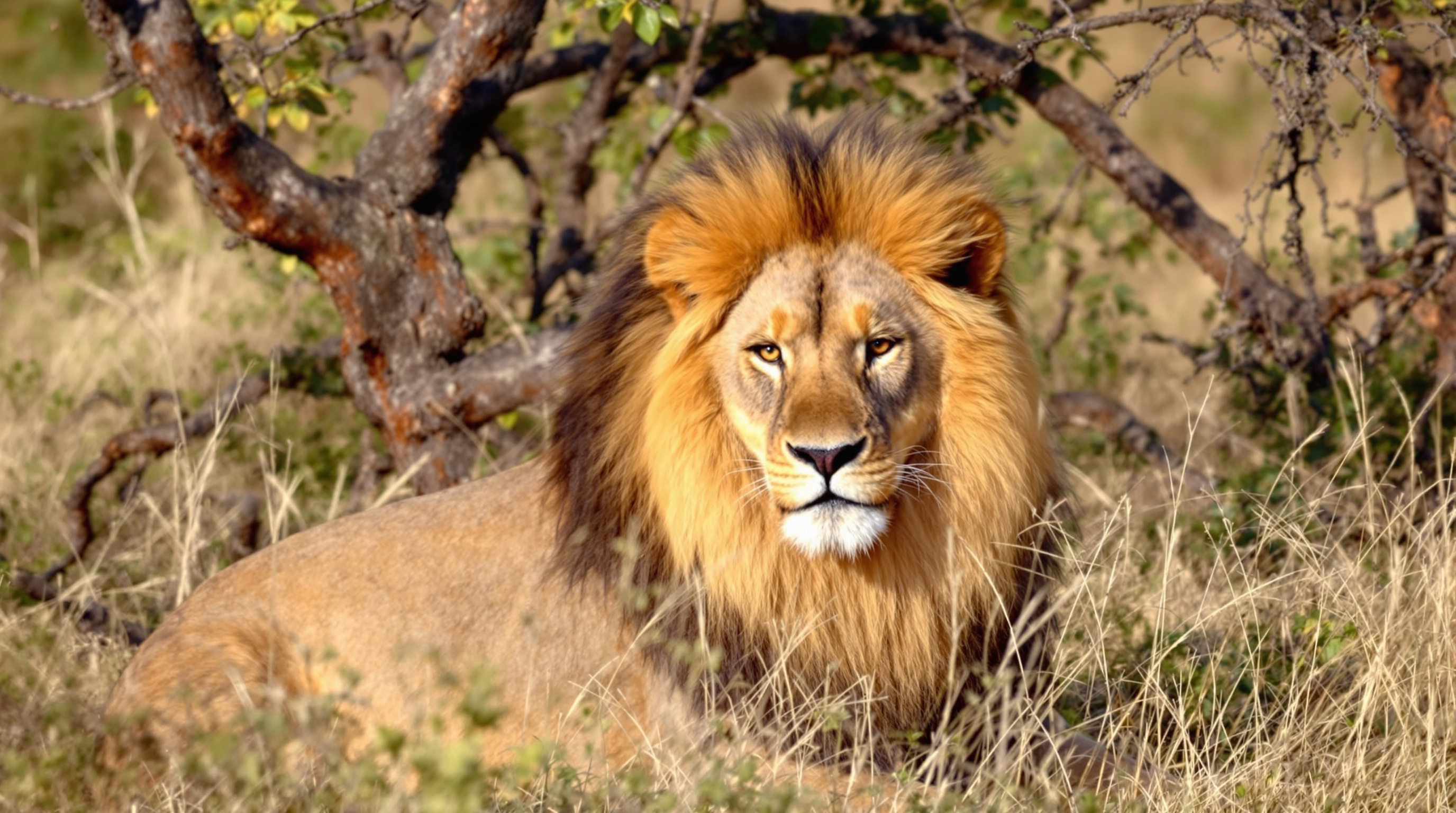 Africa & Safari