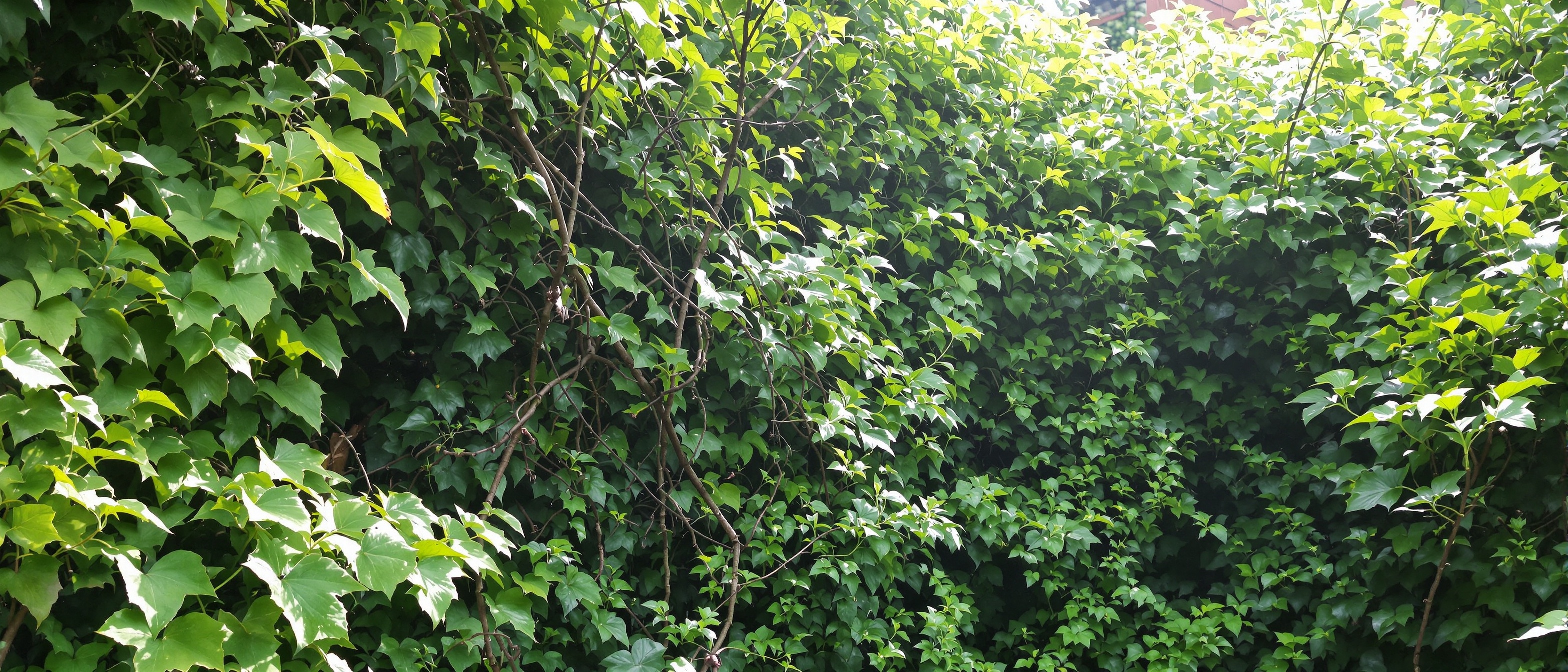 Garden clearance service