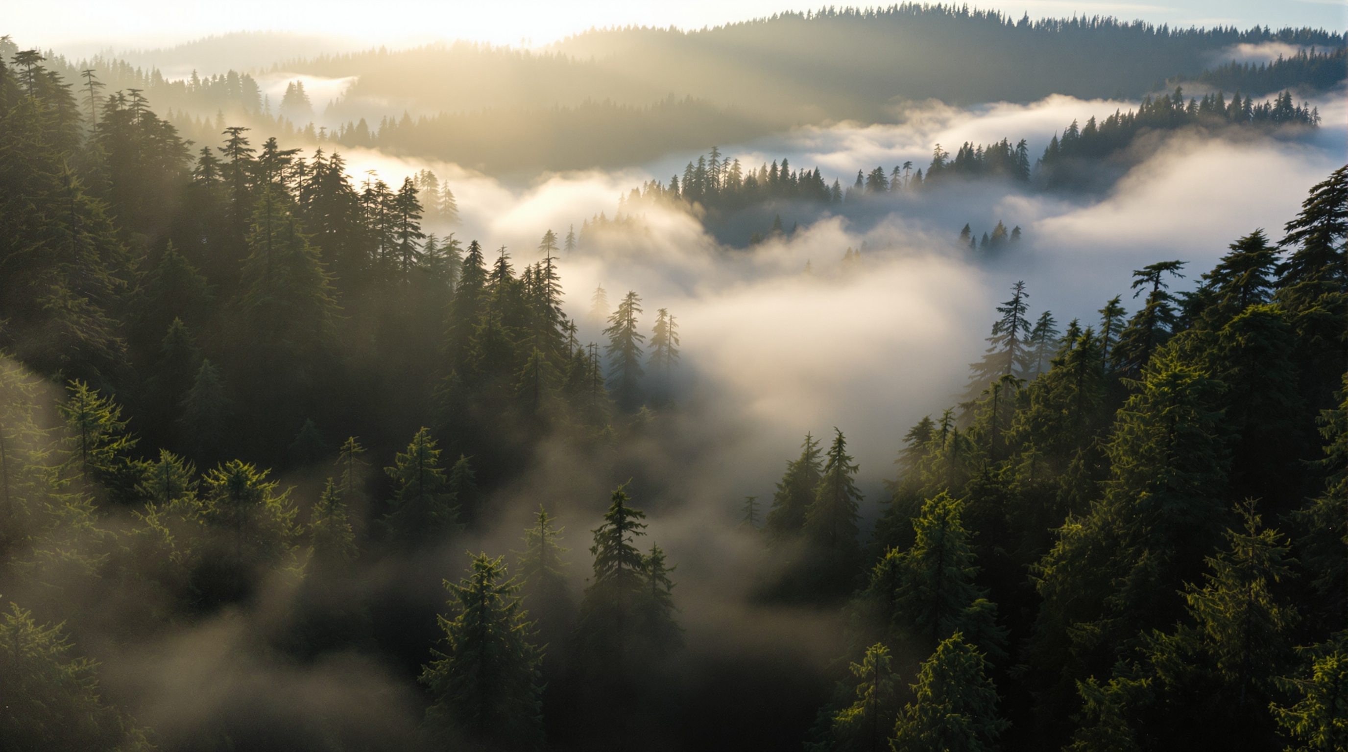 Morning fog rolling through redwood forest canopy in Marin County, California