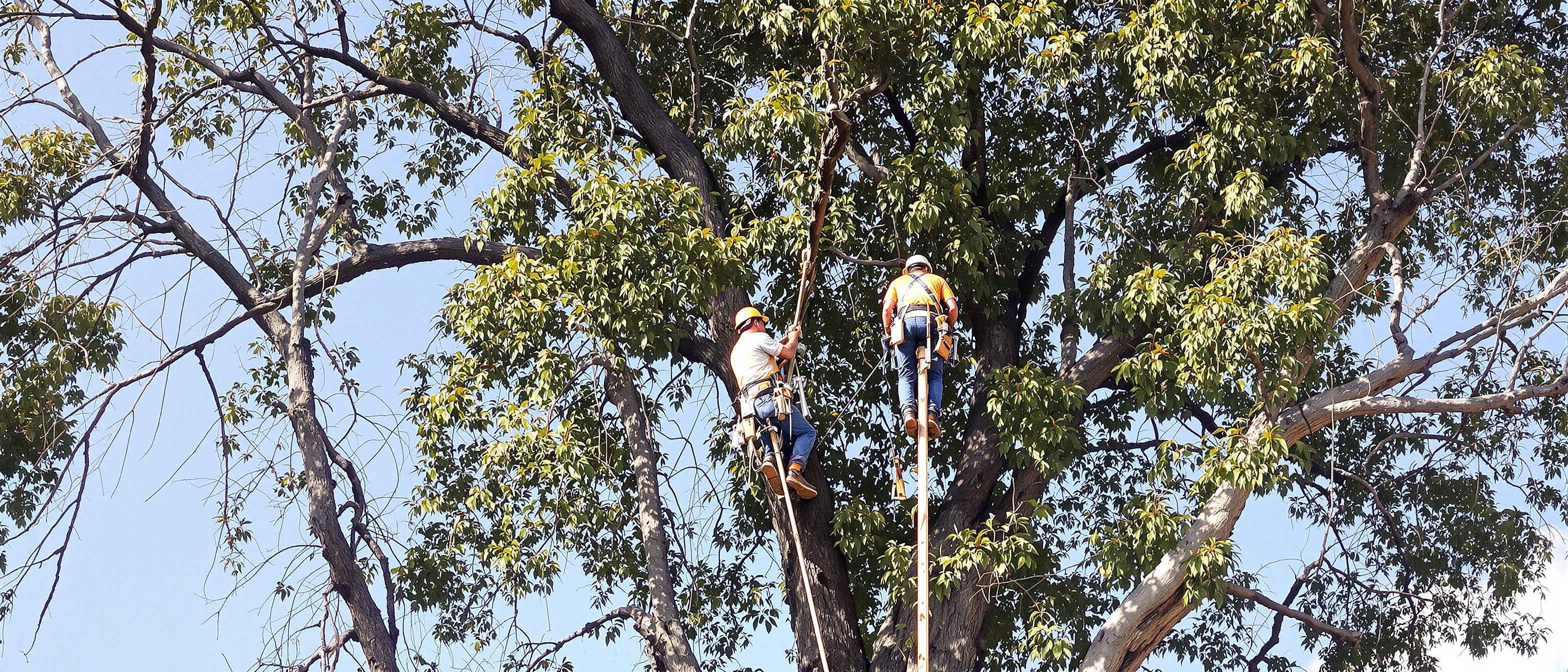 Work for SCMTS Arbor Works