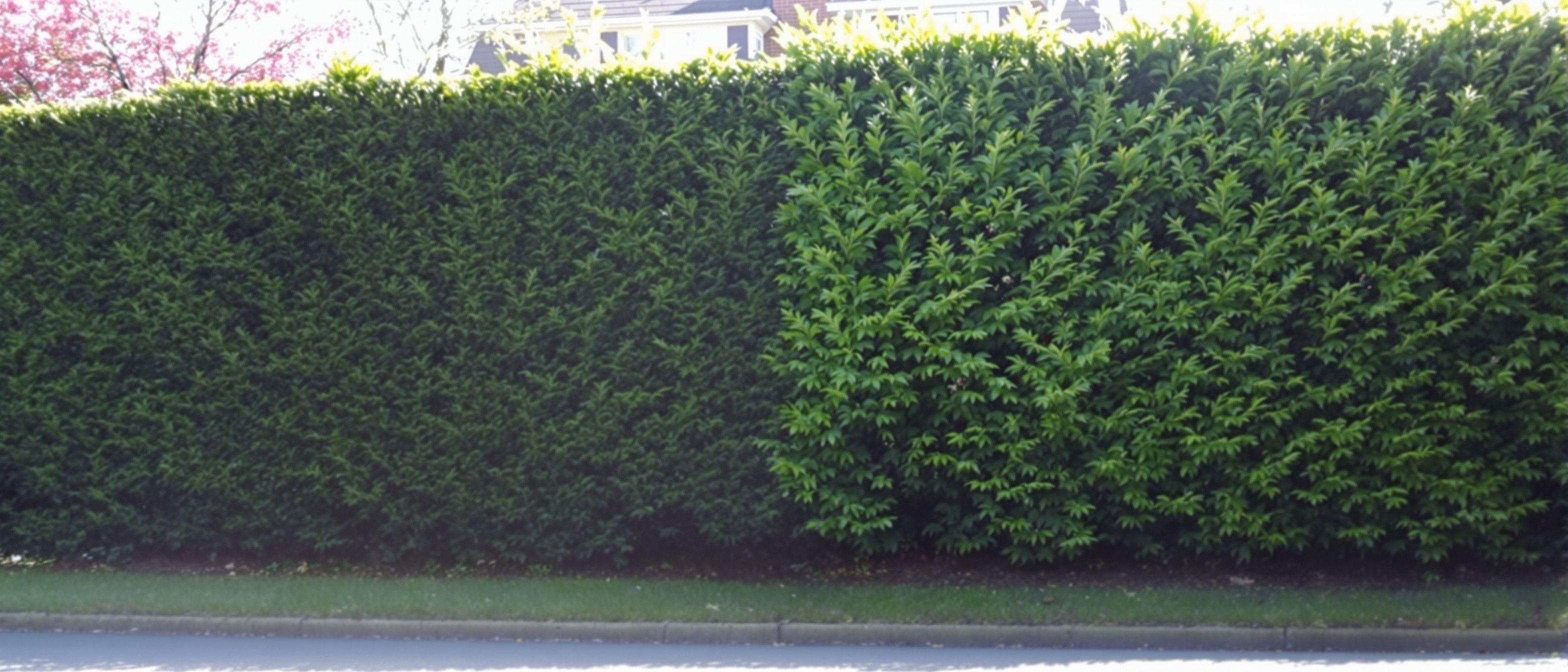Professional Hedge Reduction Service in Clydebank