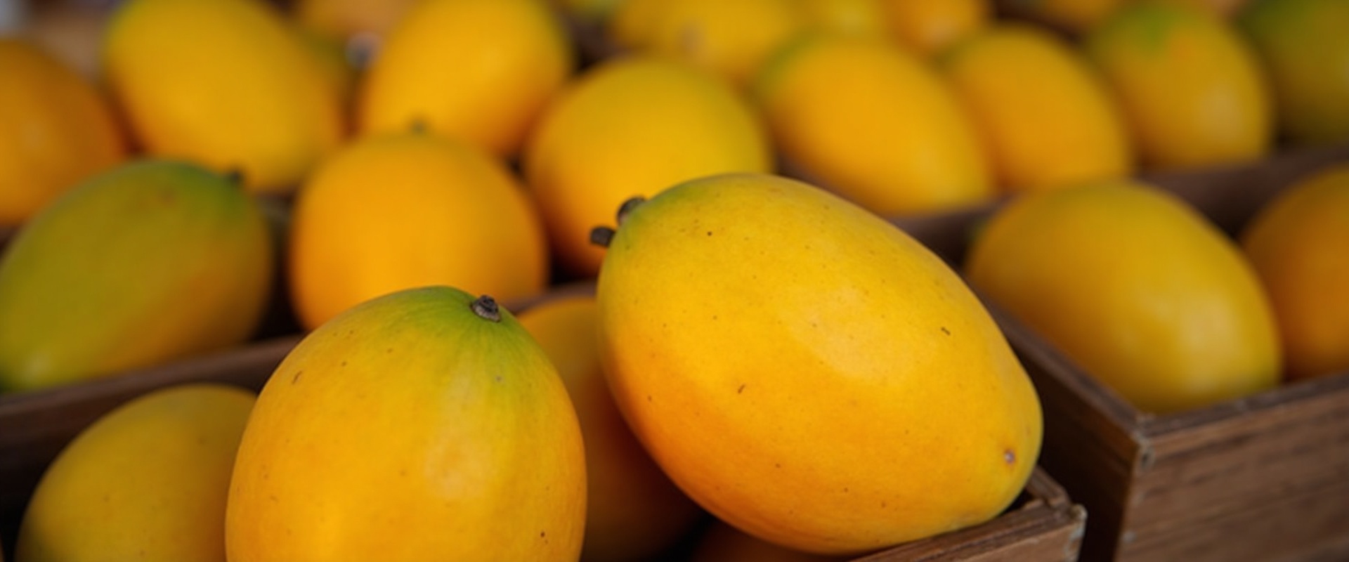 Egyptian mango for export