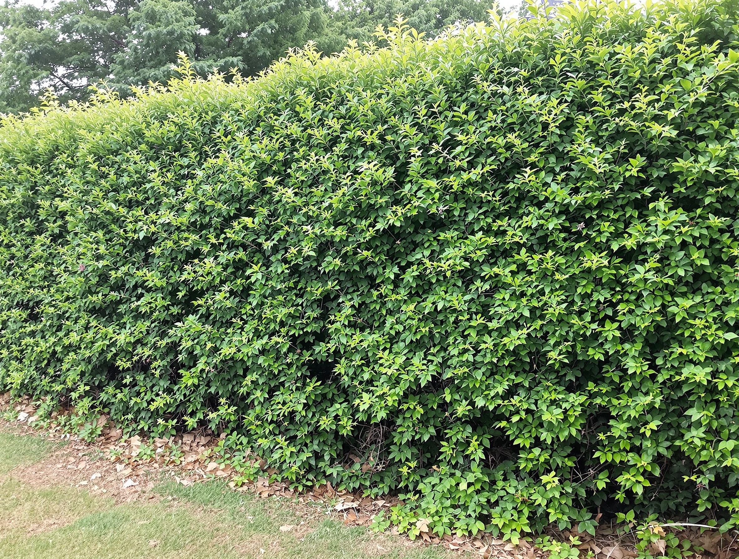 生垣の刈り込み - ビフォー