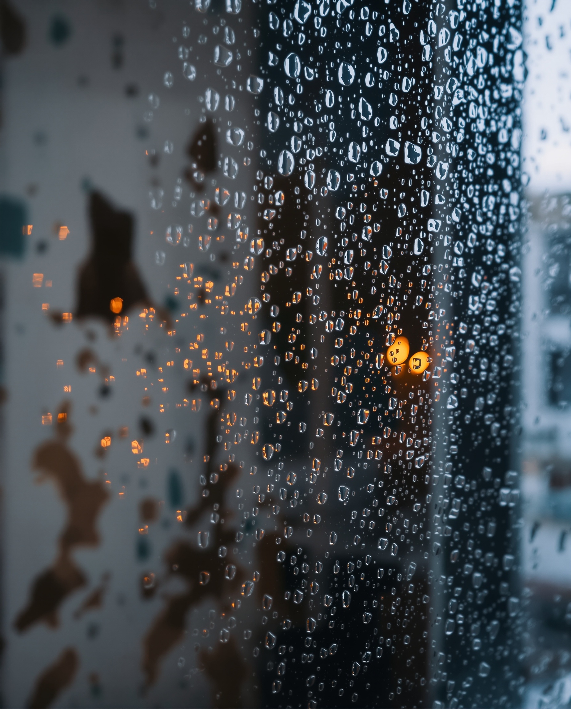 Signs you need mould prevention treatment