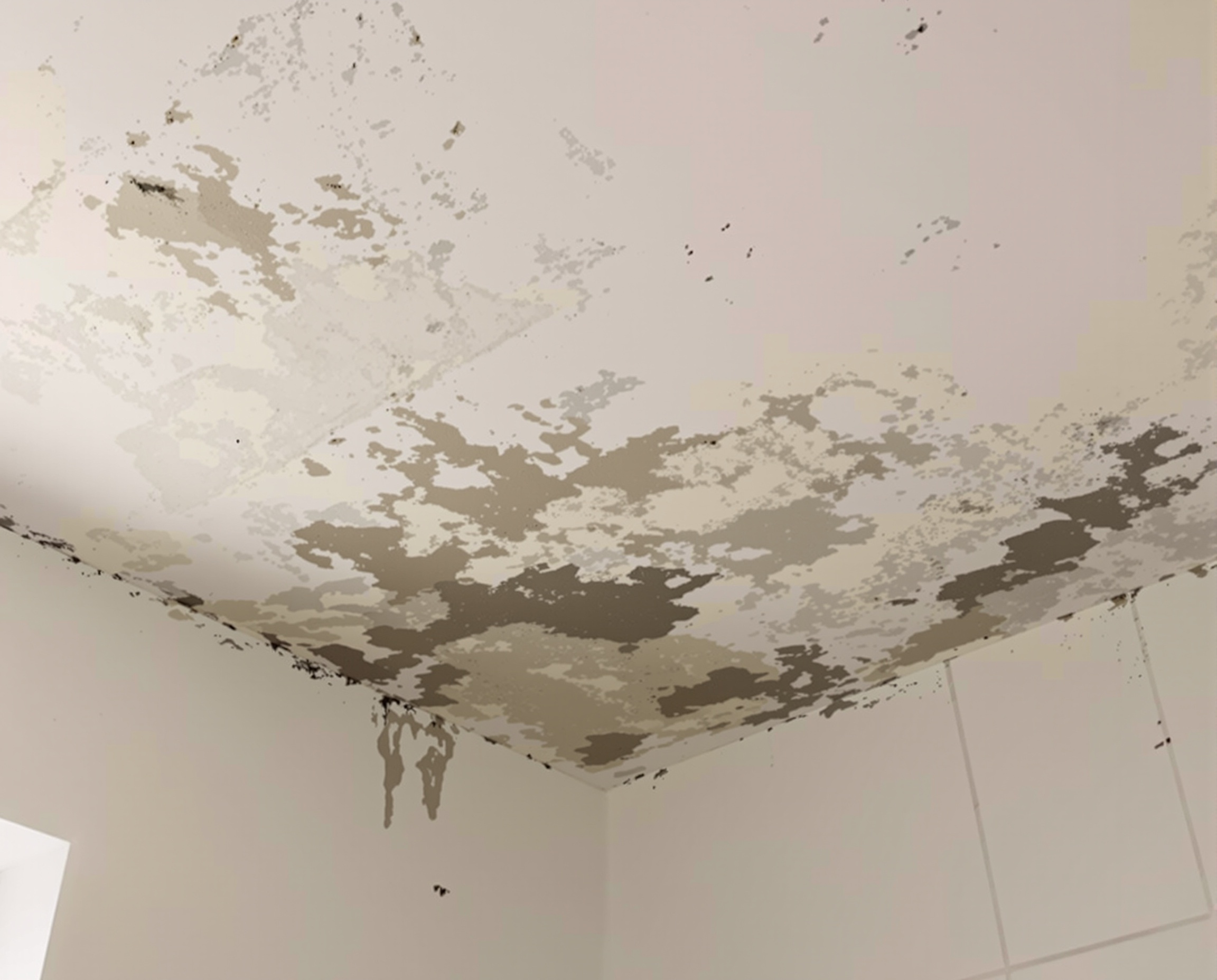 Bathroom mould and condensation problems