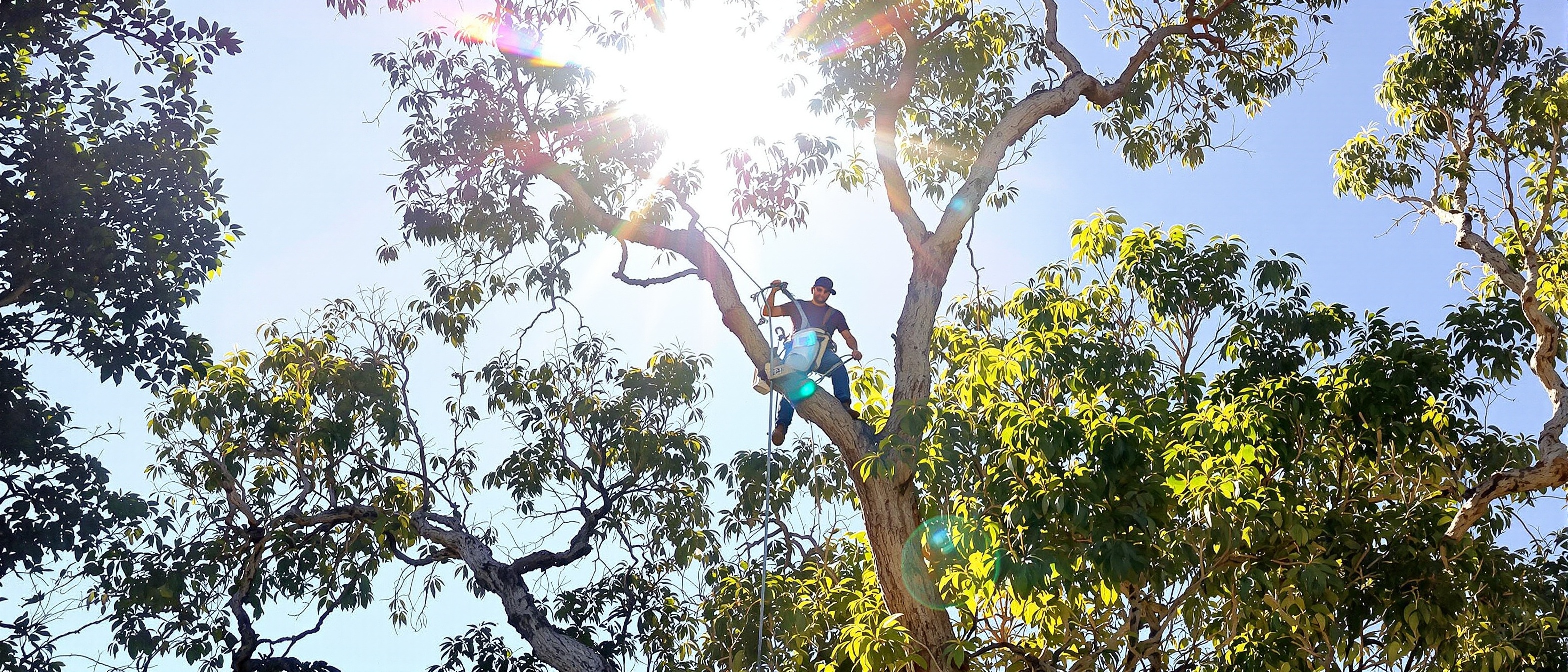 Reliable Tree Services in Sydney