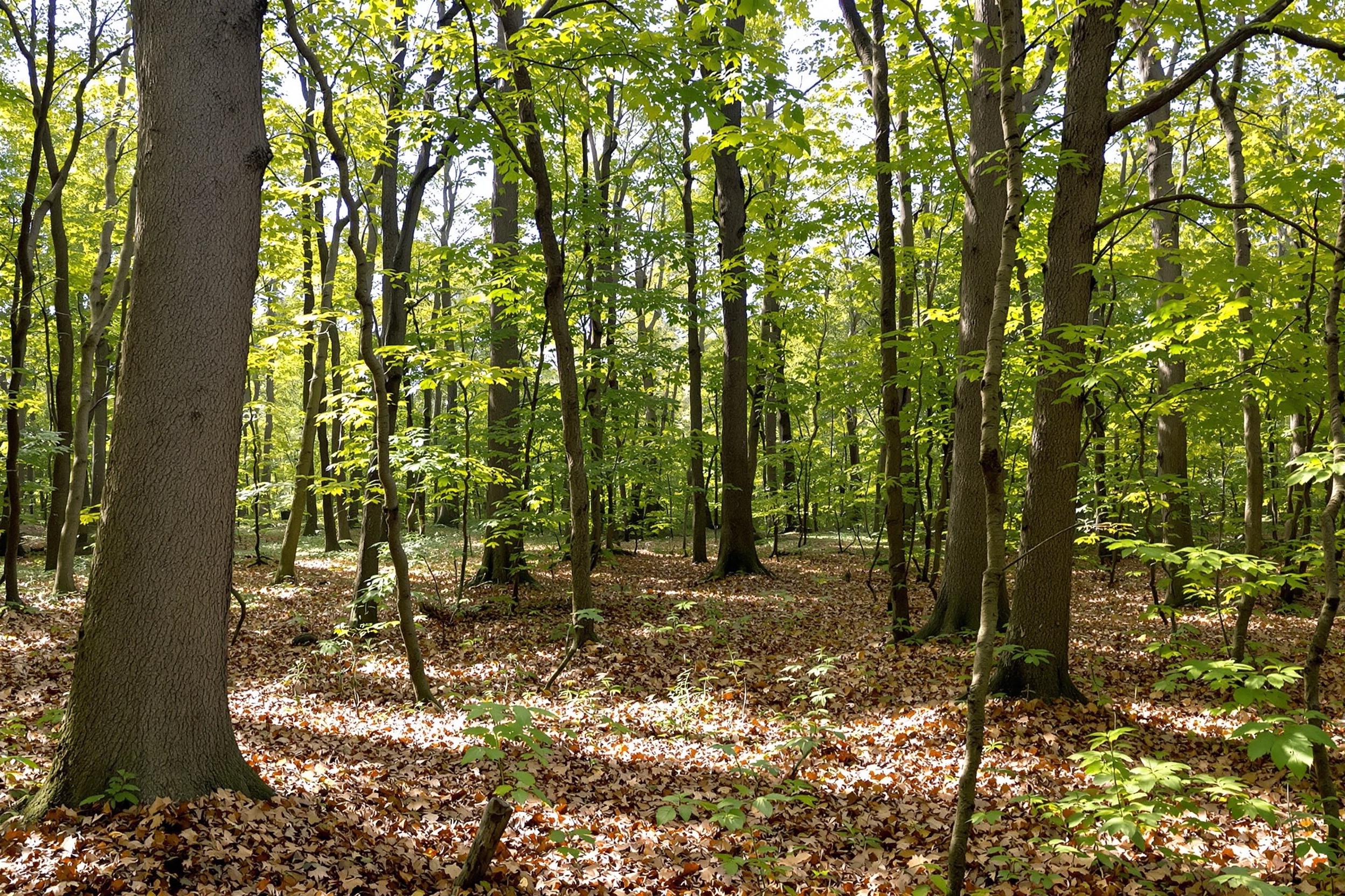 Invasive Species Elimination — Oxford Township