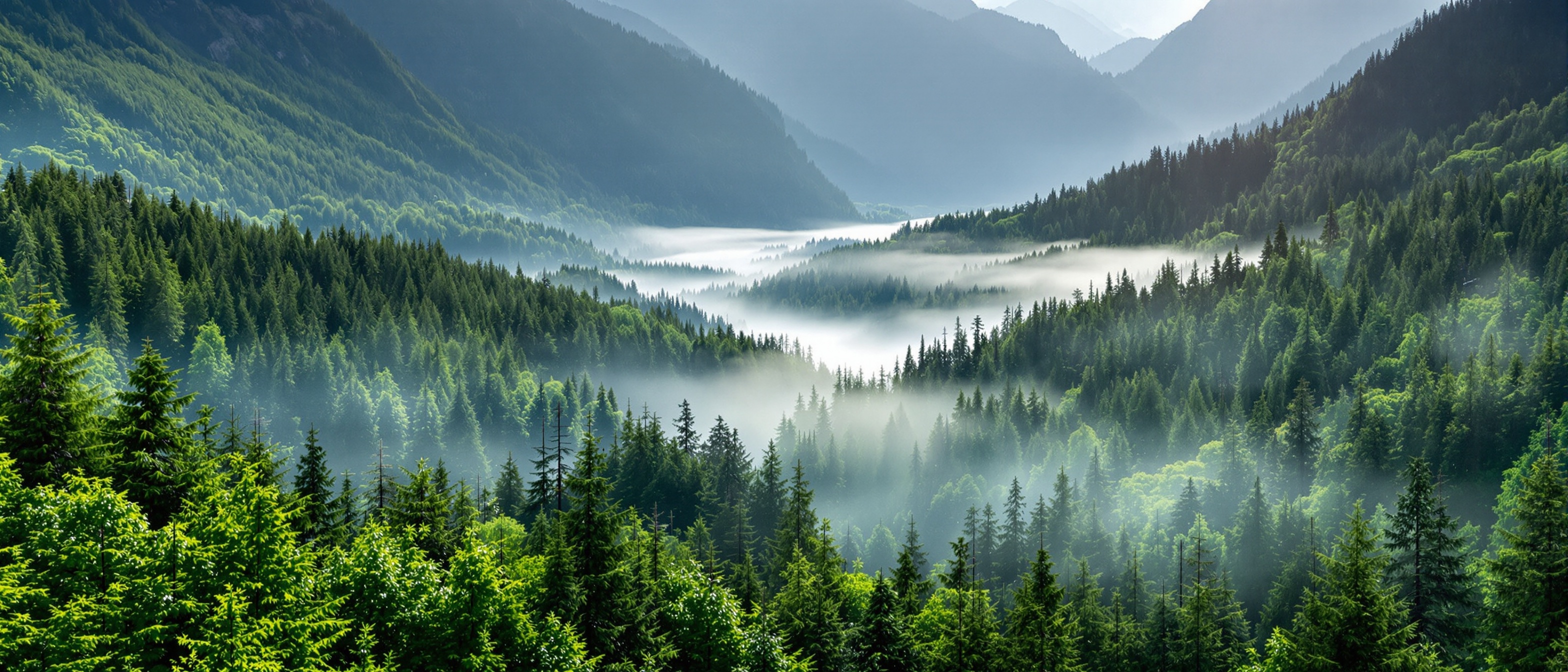 Mountain forest landscape