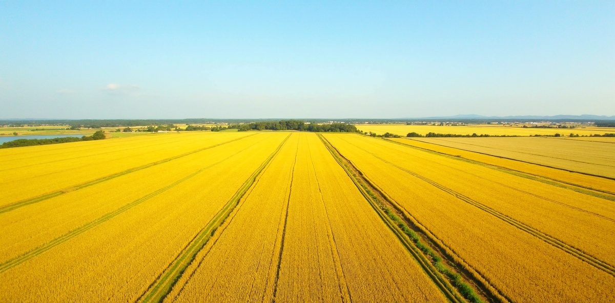 Justiça suspende embargos do IBAMA e libera fazenda no Matopiba após 18 anos