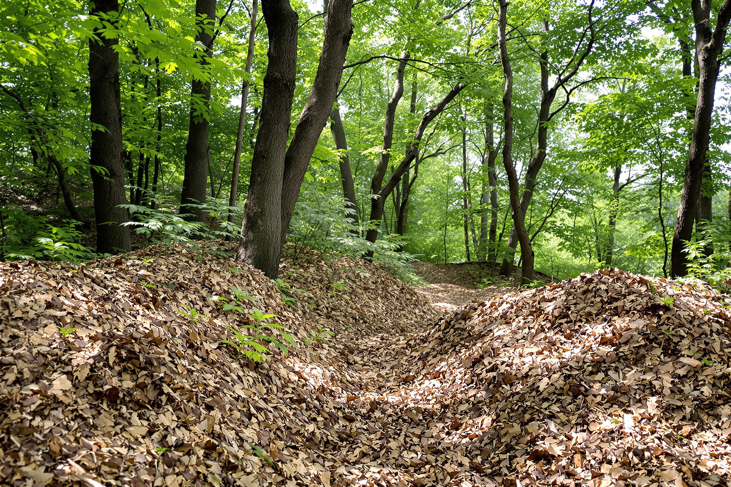 Huron River Corridor Clearing — Dexter Township
