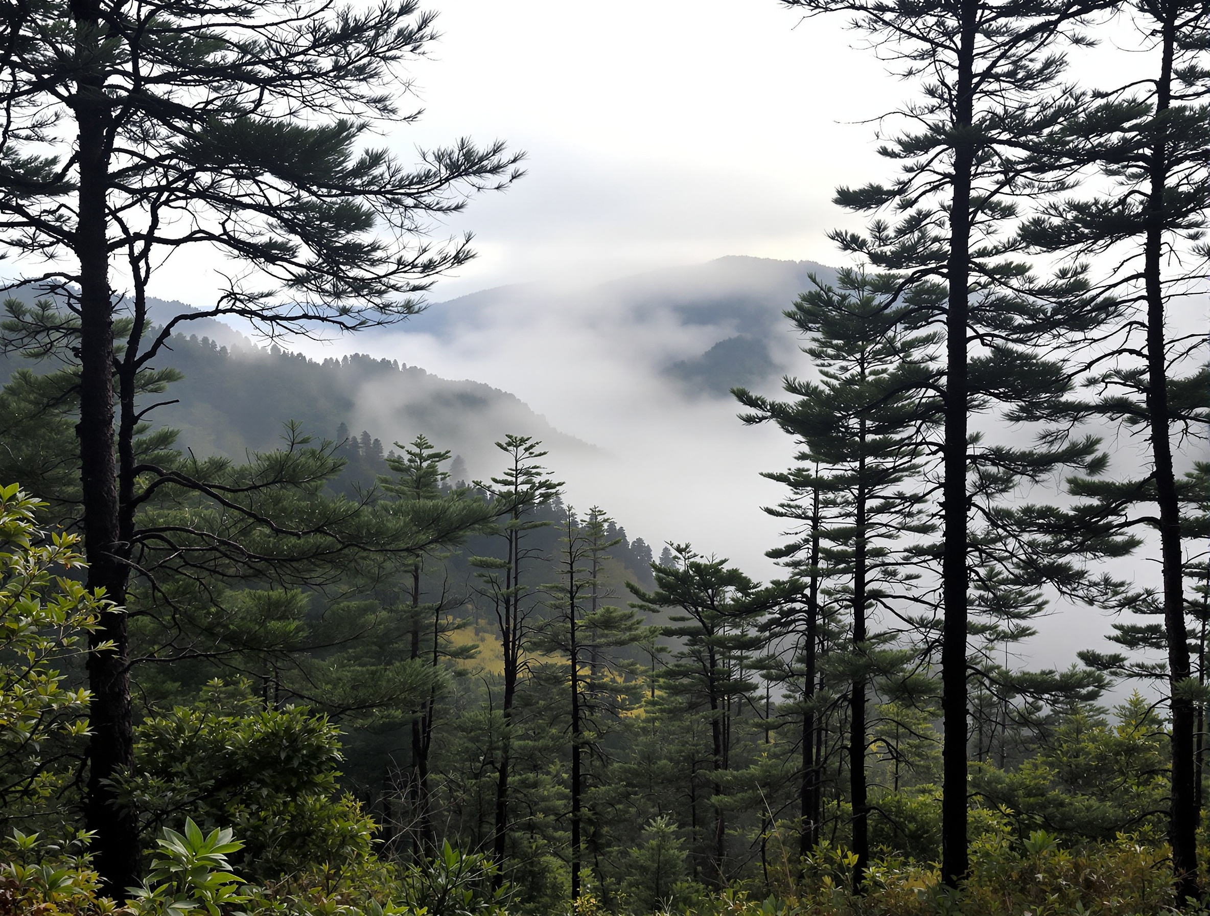 Clima de montanha em Urubici SC — ar puro e fresco na Serra Catarinense