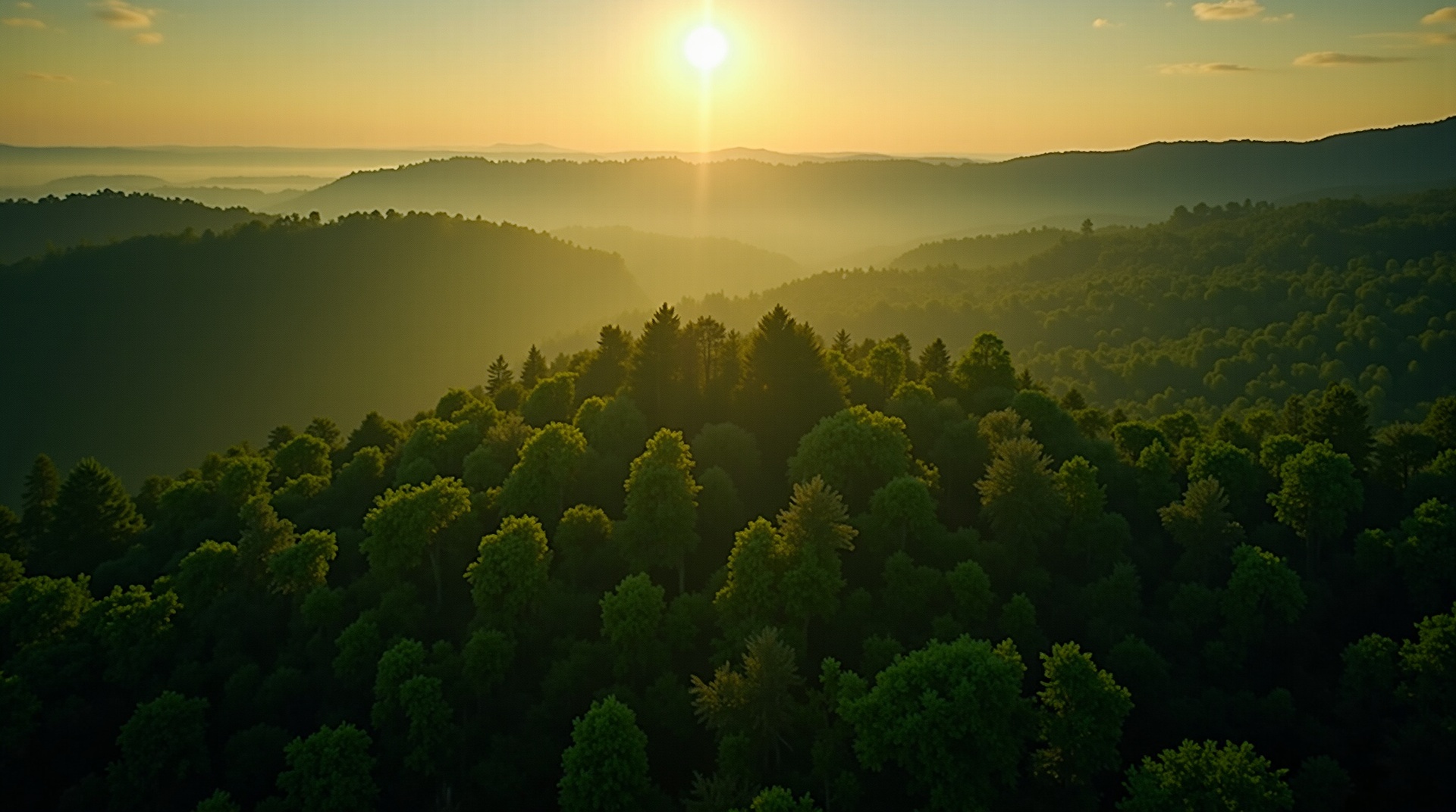 Lush green forest representing environmental change and sustainability