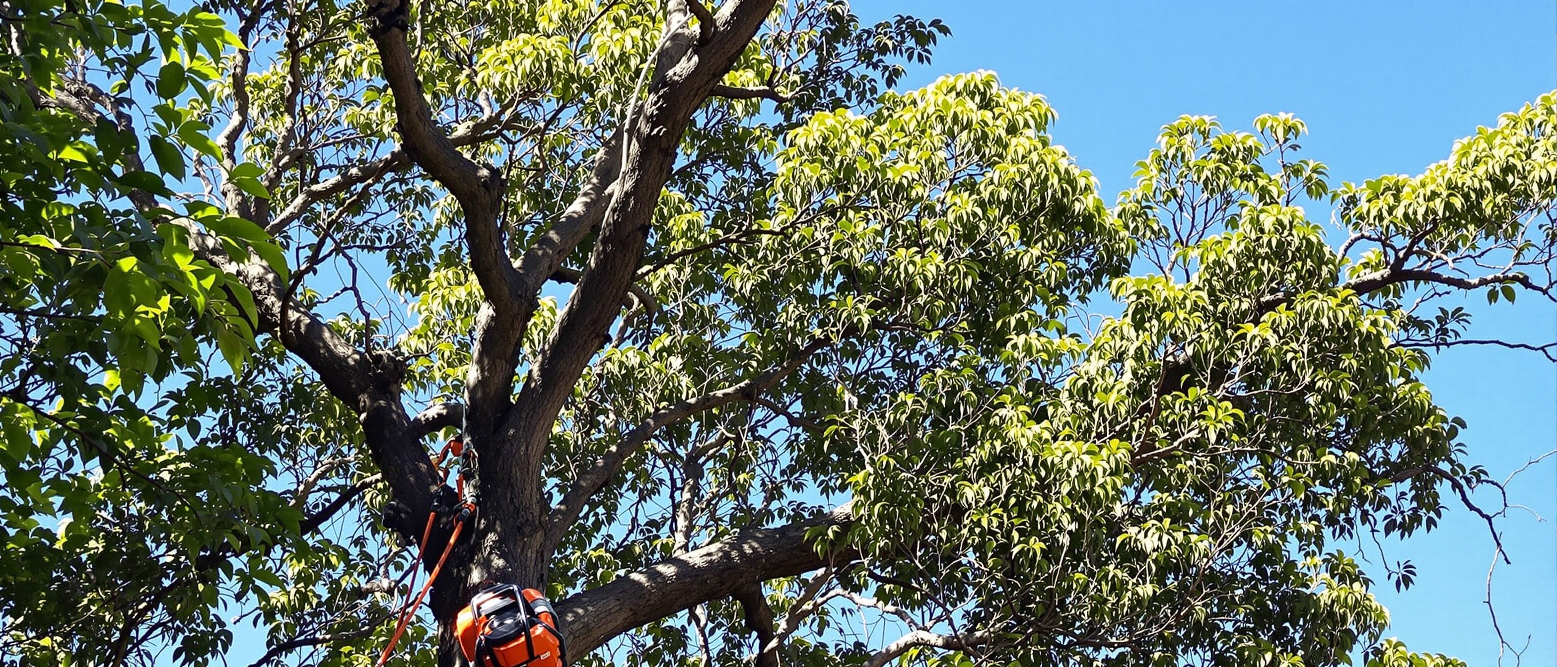 Tree Thinning and Pruning Sydney
