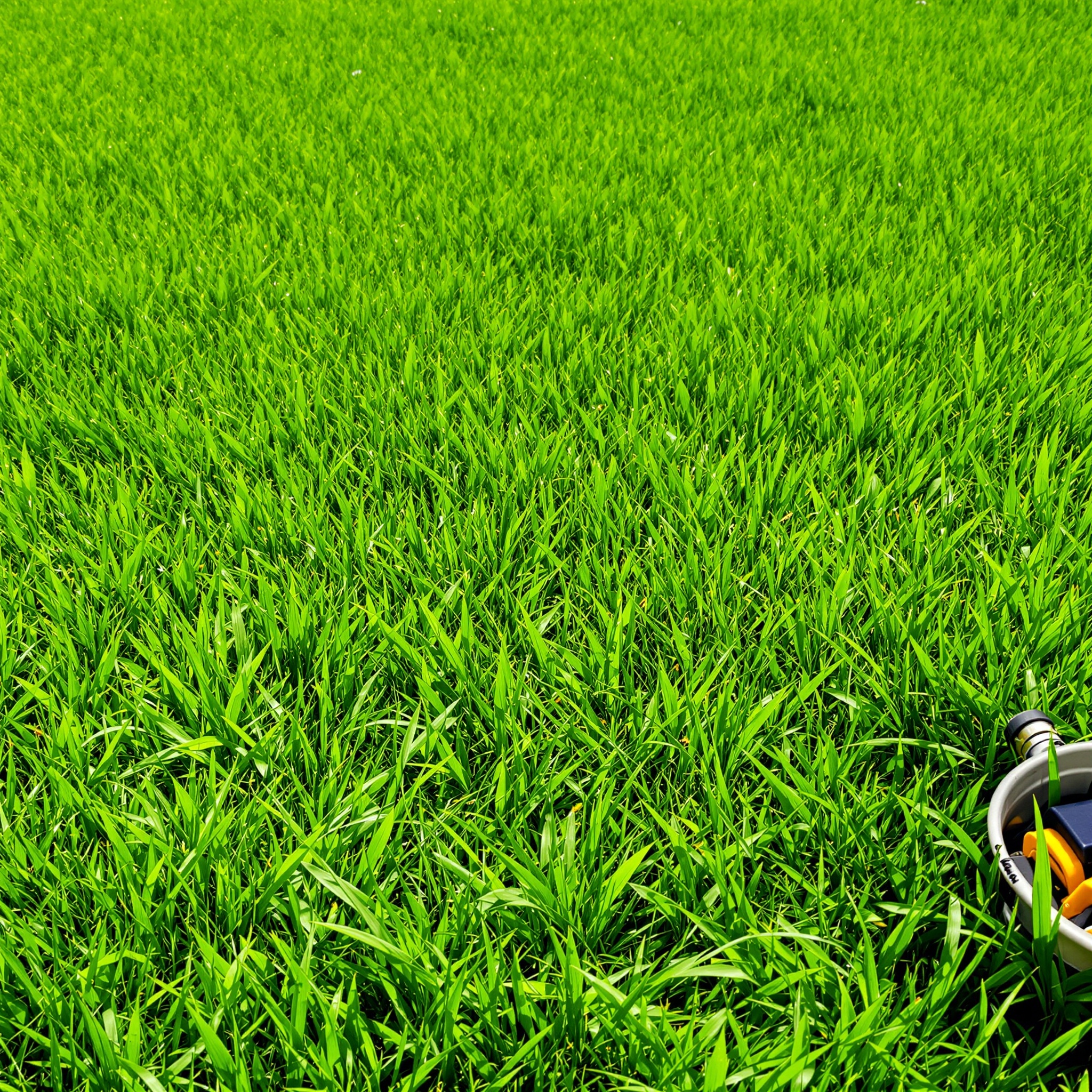 Professional Fertilization