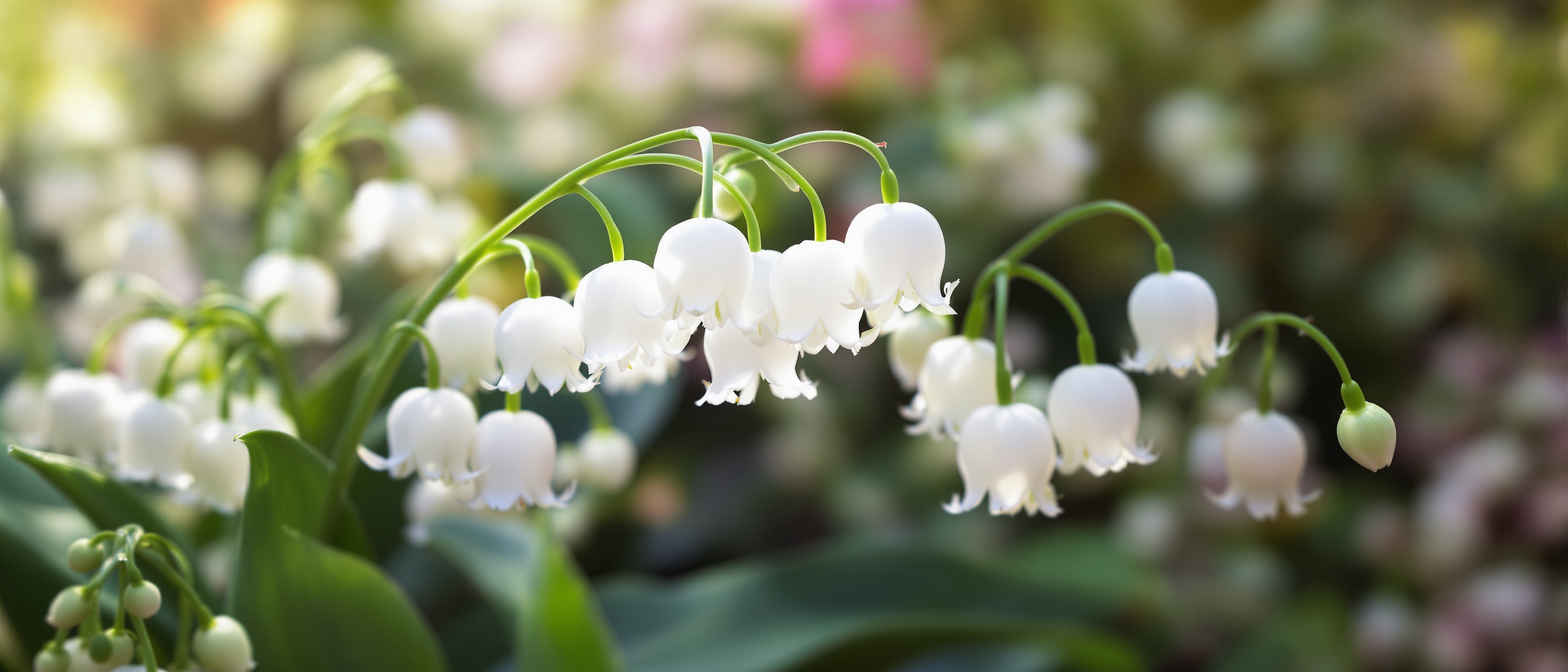 Muguet fleur du 1er mai – Fleur par Nature fleuriste Fabrègues Montpellier