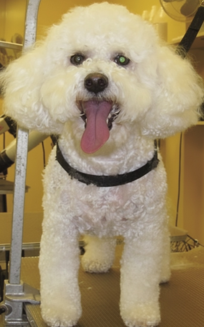 Havanese with fluffy rounded coat at Dog Grooming on Wilson, Ancaster Havanese with fluffy rounded coat at Dog Grooming on Wilson, Ancaster