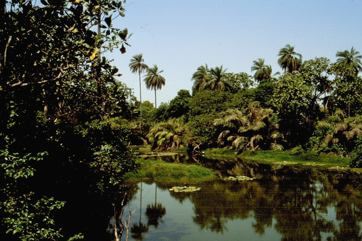 Abuko Nature Reserve 2