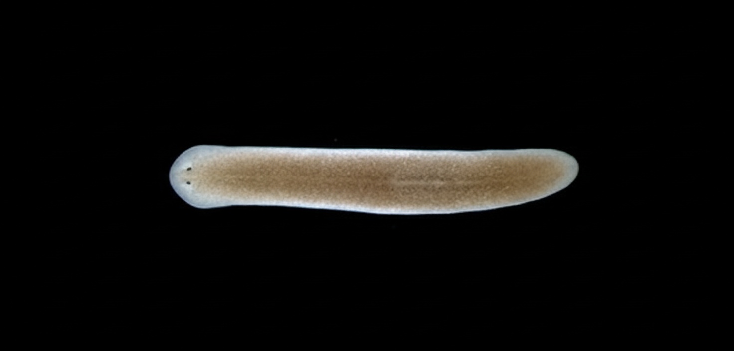 Beane Lab planarian worm