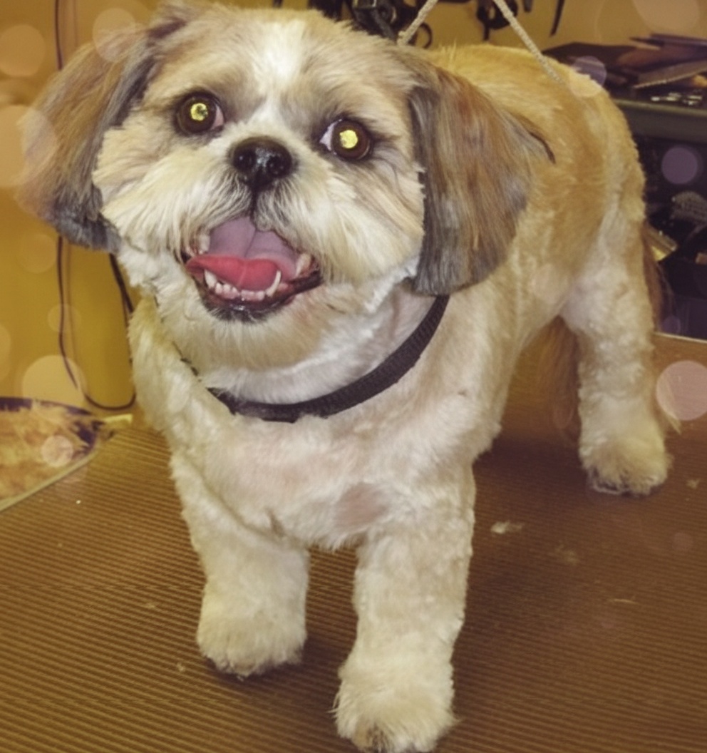 Toy Poodle with creative styling at Dog Grooming on Wilson, Ancaster Toy Poodle with creative styling at Dog Grooming on Wilson, Ancaster