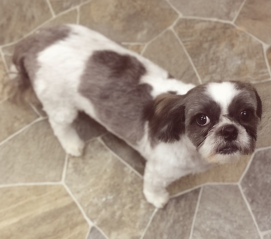 Maltese with flowing silky coat at Dog Grooming on Wilson, Ancaster Maltese with flowing silky coat at Dog Grooming on Wilson, Ancaster