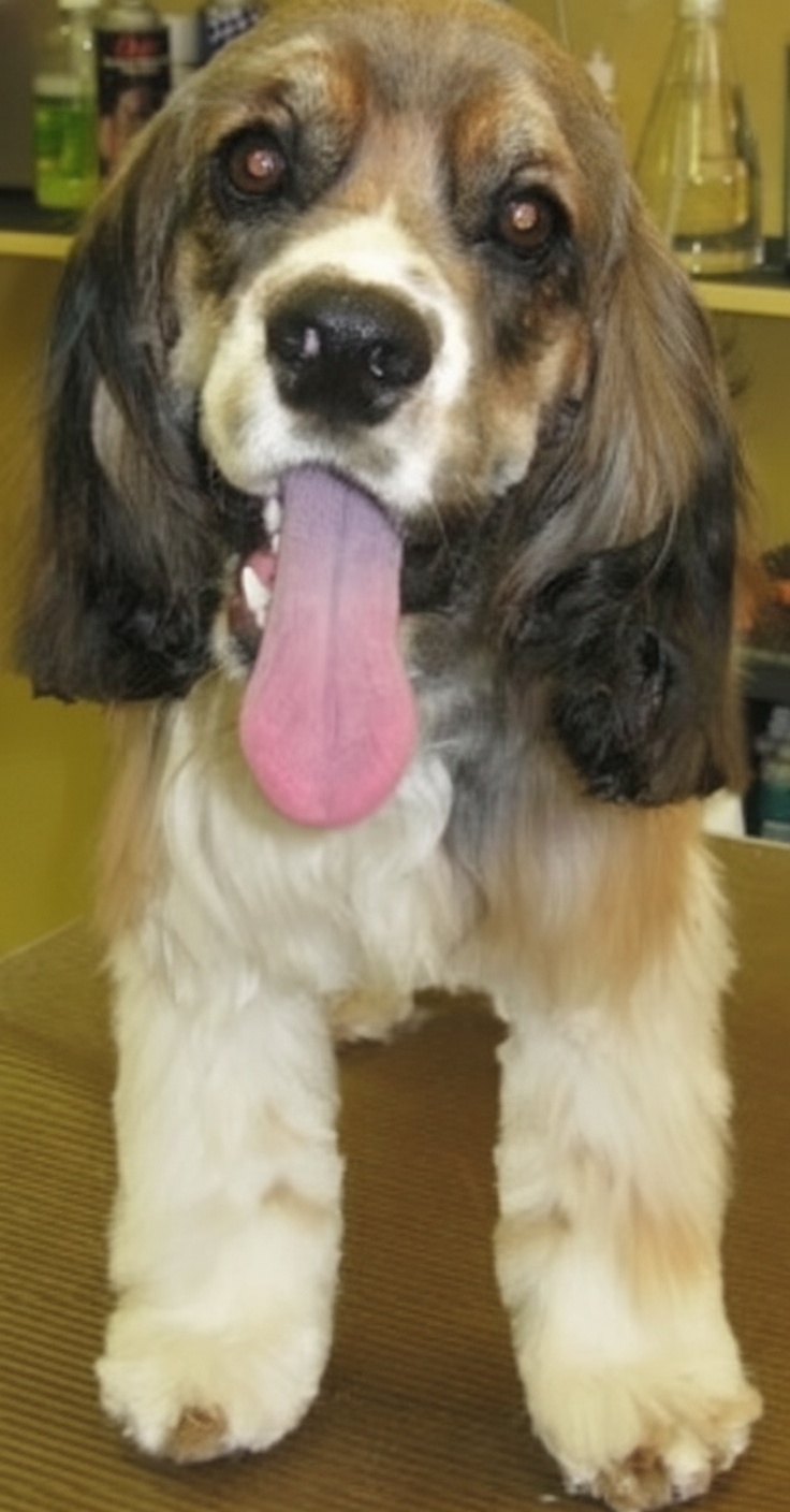 Cavalier King Charles Spaniel freshly groomed at Dog Grooming on Wilson Cavalier King Charles Spaniel freshly groomed at Dog Grooming on Wilson