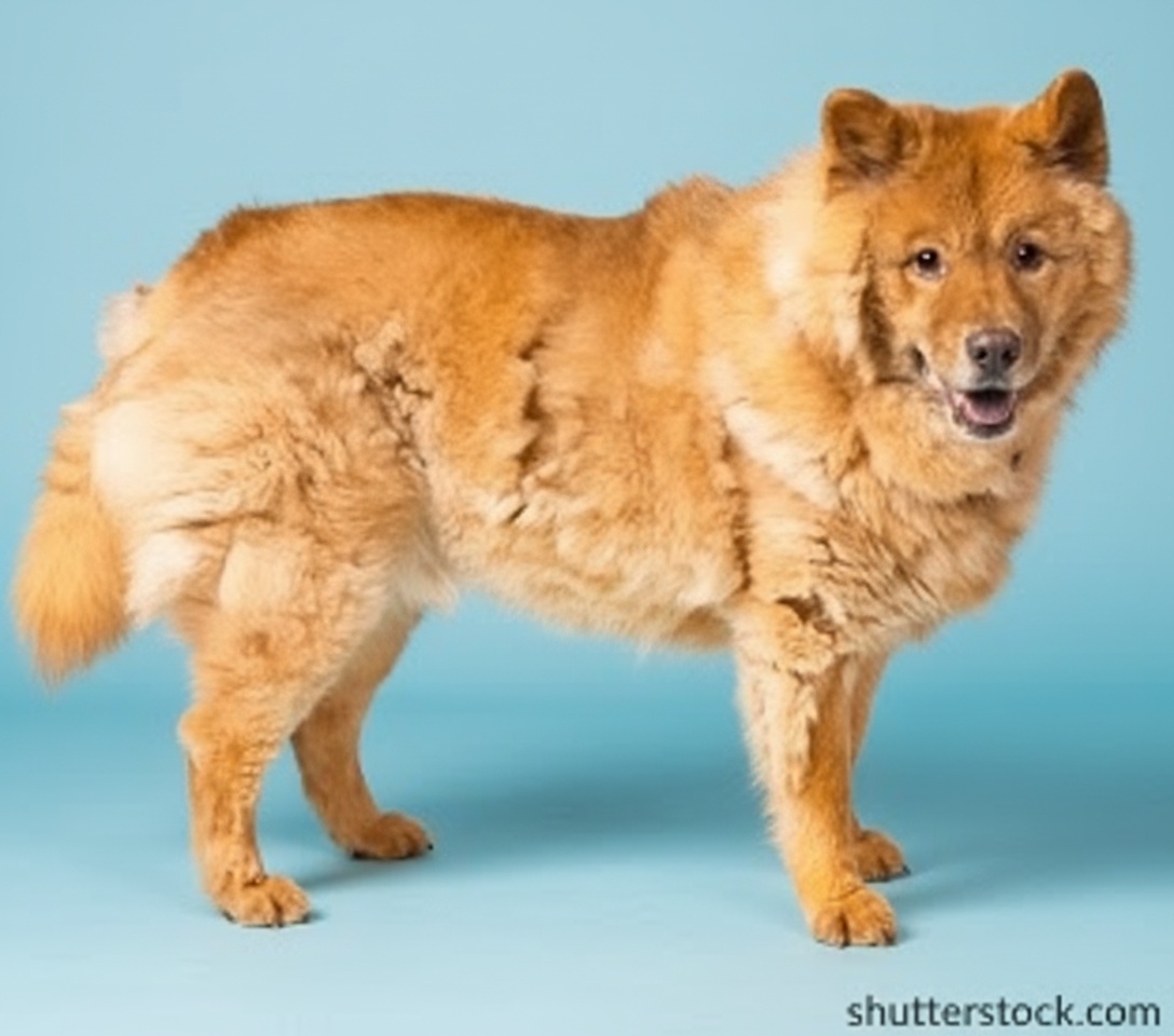 Luna before grooming