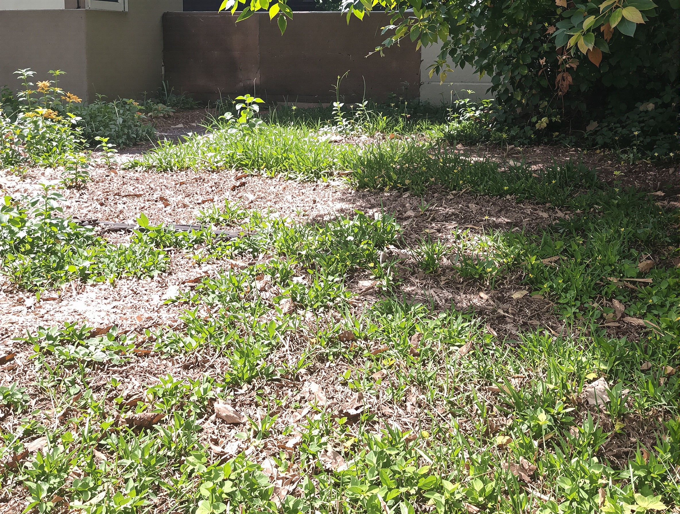 Before landscaping transformation