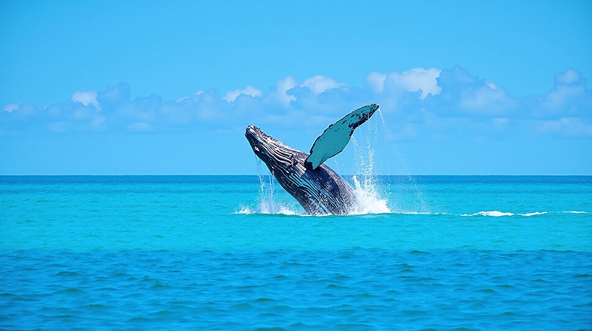 Humpback Whale Breaching