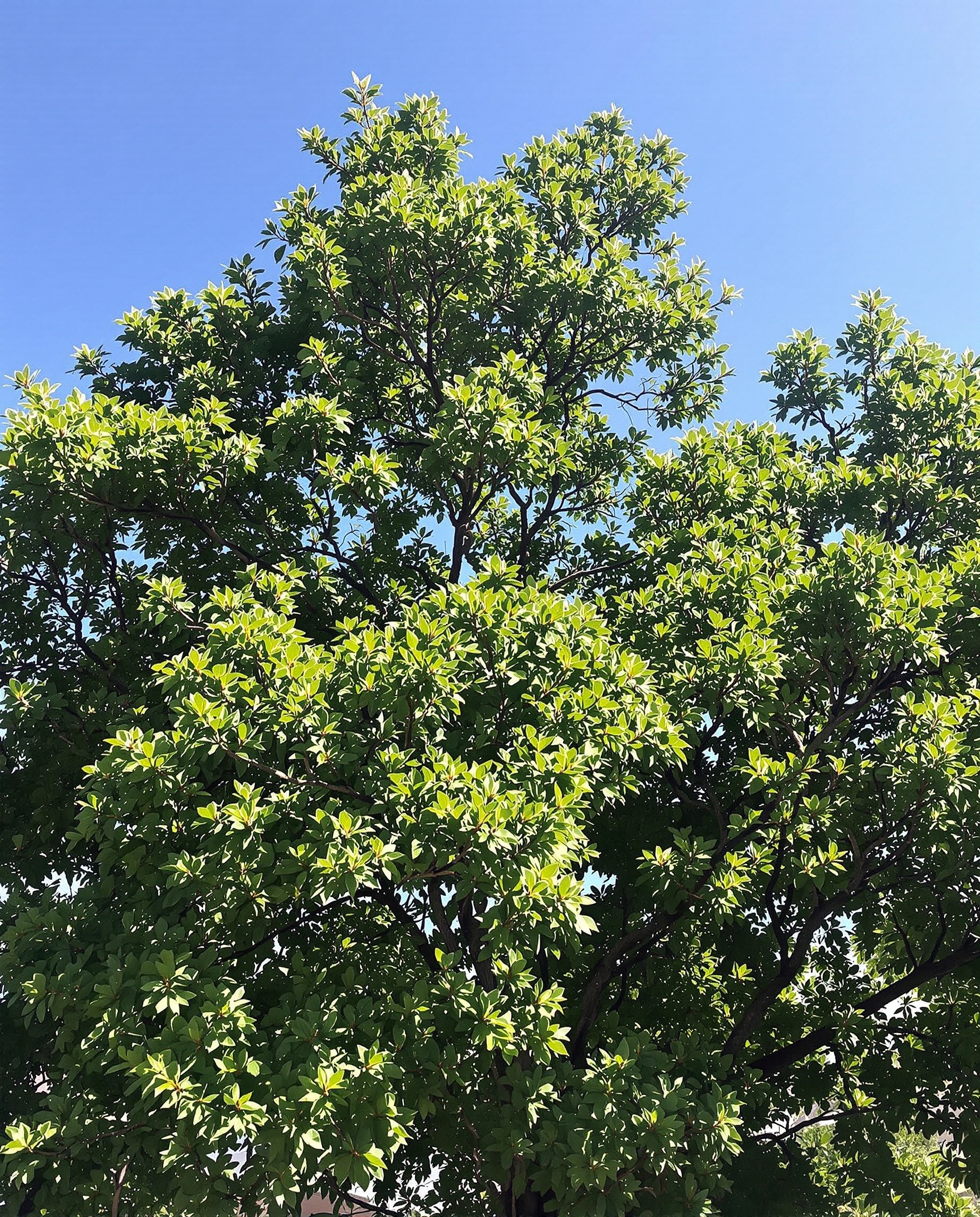 Professional tree trimming San Fernando Valley