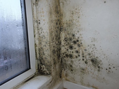 Before restoration Mold Remediation
